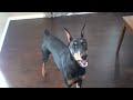 Smartest Dog in the World