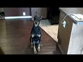 Smartest Dog in the World
