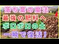 【 99％の家庭菜園が知らない 】0円で最高級の土を作る魔法！秋の落ち葉を3週間で「黒い黄金」に変える禁断の窒素術