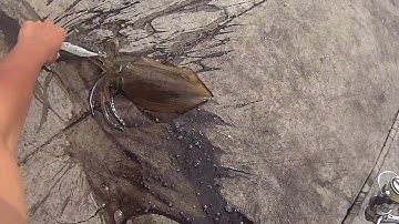 How to kill squid
