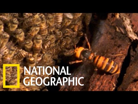 看日本蜜蜂如何集體「熱死」大虎頭蜂！《國家地理》雜誌
