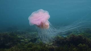 Is it Lion's Mane Jellyfish? by Pall Sigurdsson 5,695 views 5 years ago 1 minute, 37 seconds