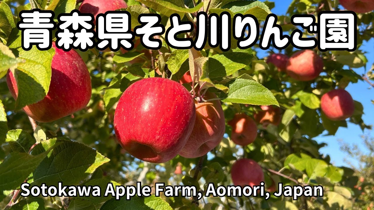 青森県そと川りんご園【Sotokawa Apple Farm, Aomori-ken, Japan】