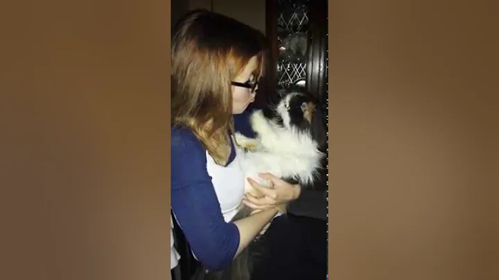 Video 10739521: calico persian cat, little persian