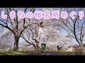 【ジムニードライブ】島根県の桜の名所を巡るジムニー桜ツアー！