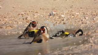 The goldfinch,Video N2, the most beautiful bird in the world, the most beautiful voice in the world