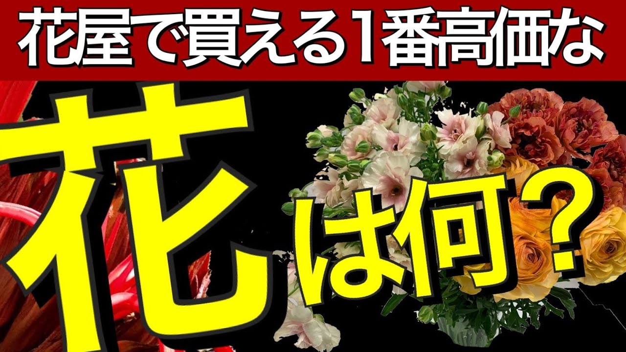 プレゼントしたら破産 花屋で購入出来る1番高価な花は何 高額な花ランキングトップ10を教えます Youtube プレゼントしたら破産 花屋で購入出来る1番高価な花は何 高額な花ランキングトップ10を教えます Youtube