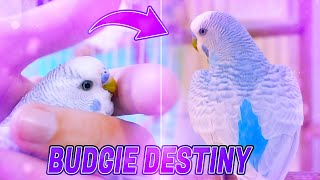 Story of lost Budgie found on the street | Mr  Snowflake