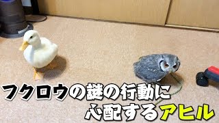 フクロウが不可解な行動をとっているのだが！！【フクロウ】【コールダック】