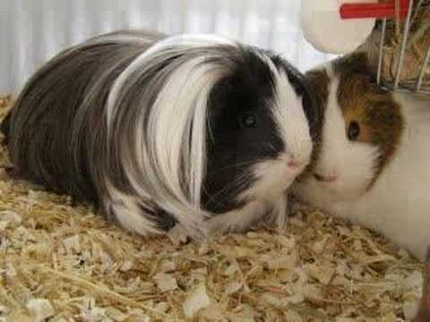 Guinea Pigs - True Love