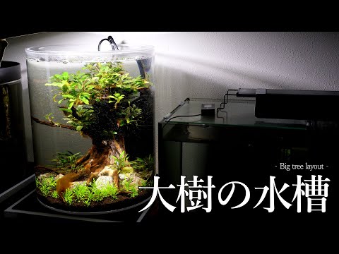 Setting up a large tree layout tank [Aquarium] - YouTube