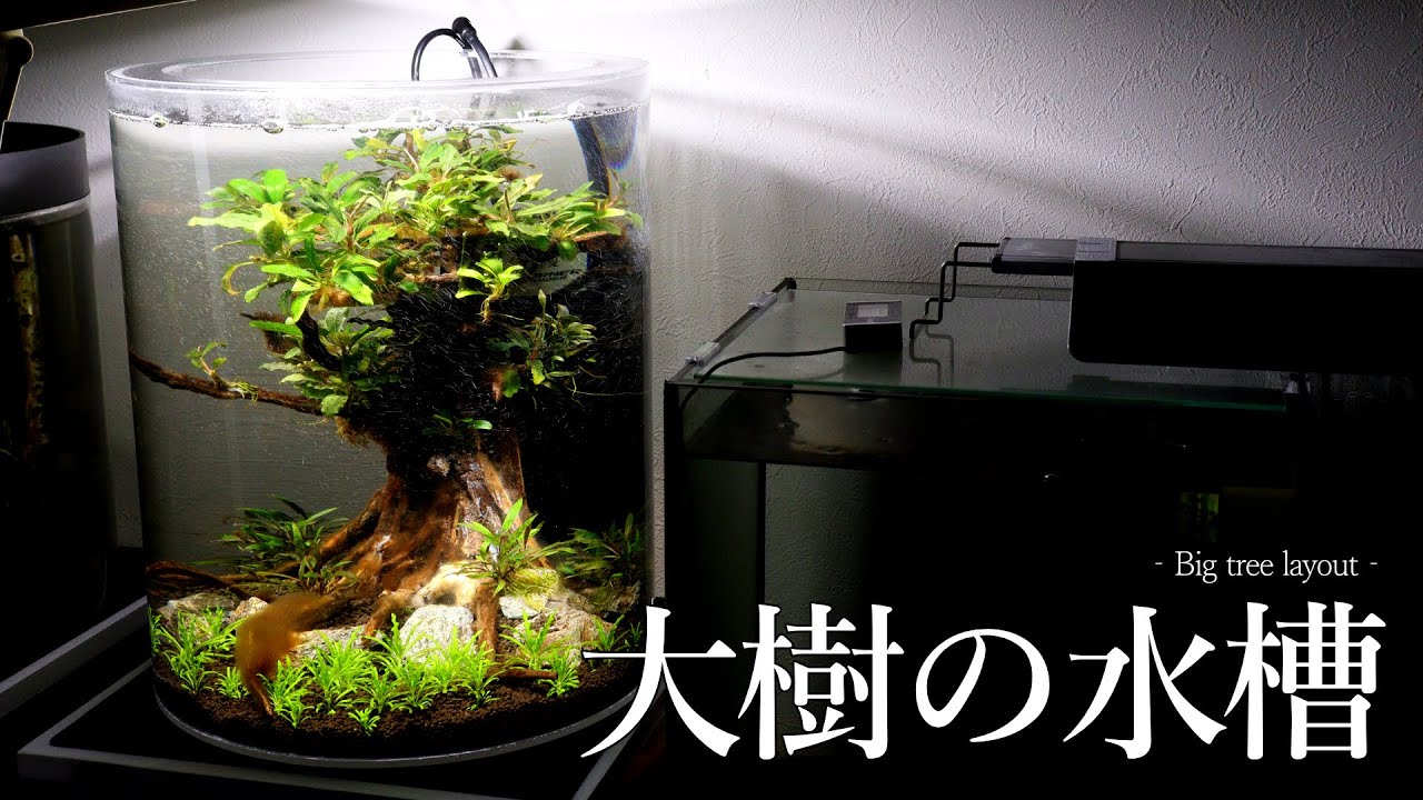 Setting up a large tree layout tank [Aquarium] - YouTube