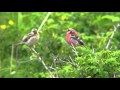ベニマシコ（1）さえずりと地鳴き - Long-tailed Rosefinch - Wild Bird - 野鳥 動画図鑑