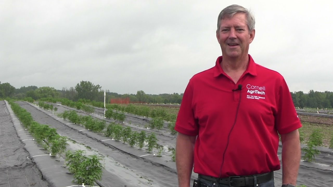 Hemp breeding at Cornell University