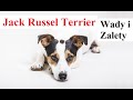 Jack Russel Terrier - WADY i ZALETY