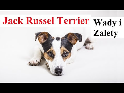 Wideo: Jack Russell Terrier Rasa Hipoalergiczna, Zdrowie I Długość Życia