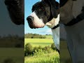My Great Danes Kai Boaz Gozer Victor Aivideocreation Greatdanelove Greatdaneworld