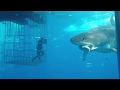 Great white shark swims into cage