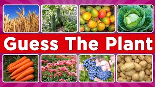 🌱 Guess the Plant Quiz for Kids: Fun Nature Game