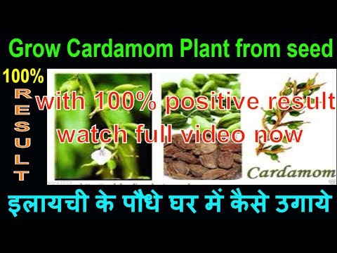 how-to-grow-cardamom-plant-from-seed-at-home-|-elaichi-plant-benefits-for-vastu-and-medicine-at-home