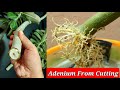 Simple Way To Grow Adenium From Cuttings || Desert Rose From Cuttings || Adenium Propagation