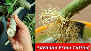 Simple Way To Grow Adenium From Cuttings || Desert Rose From Cuttings || Adenium Propagation