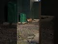 mr fox