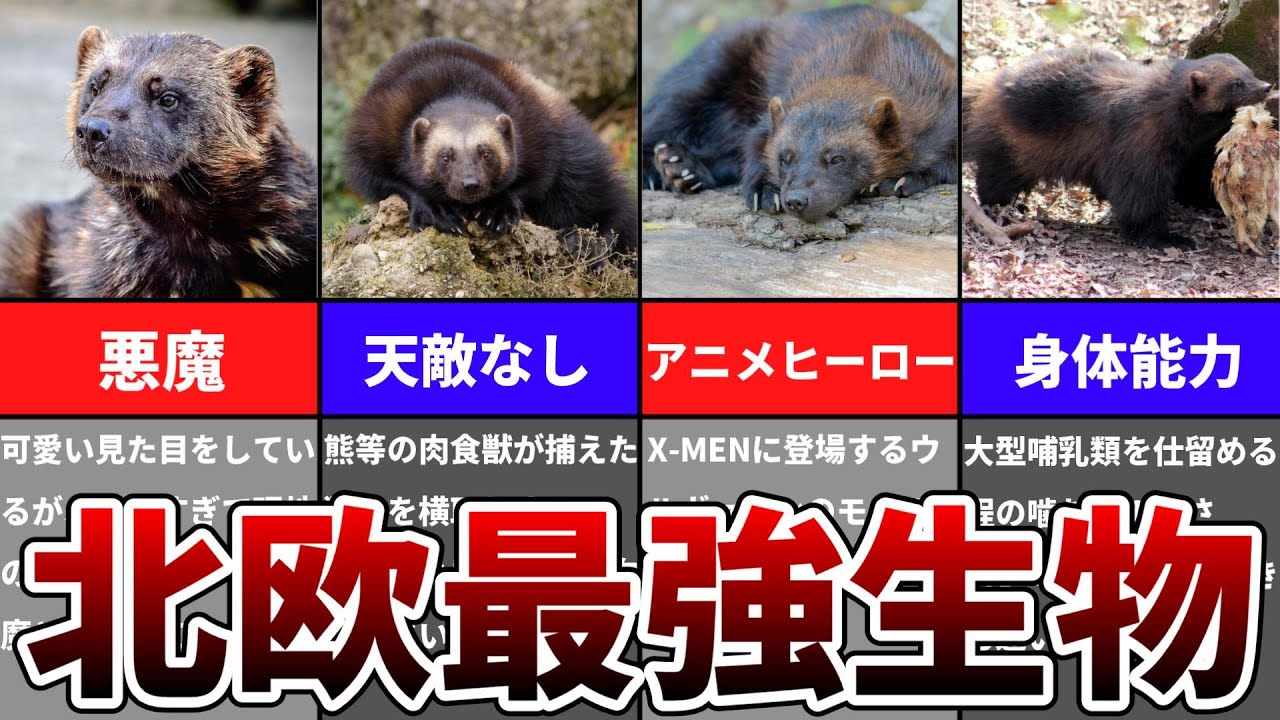 ゆっくり 小さな悪魔と呼ばれる危険生物 Youtube