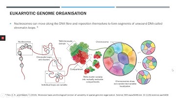 Eukaryotic Genomes