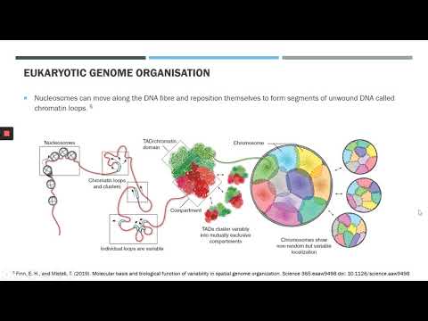 Video: Proč jsou eukaryotické genomy větší?