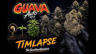 Timelapse of Guava RF3 Auto From FastBuds -  with TheScottishGrower #cannabiseducation #growing 