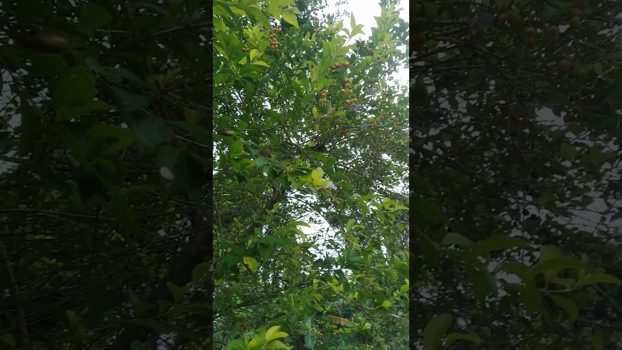 Silent Walk |Water Sound 