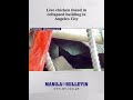 Live chicken found in collapsed building in Angeles City