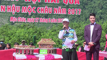"Ngày hội hái quả" trên cao nguyên Mộc Châu
