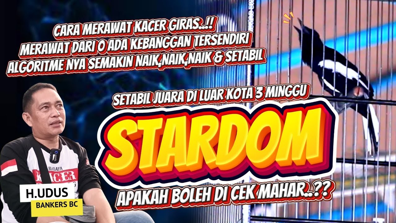 CARA MERAWAT KACER📌CETAK PROSES DARI 0 SAMPE SETABIL JUARA DI IVENT & BANYAK TAWARAN MASUK📌H.UDUS