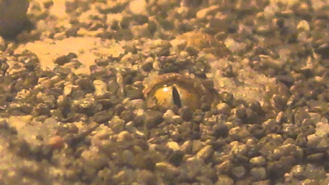 snake oil Cerastes vipera (Sand Viper)