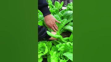 Satisfying Leaves Cutting #cuttingskils #amazing #satisfying #shorts