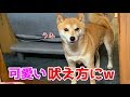 吠える柴犬ハナにしーっと言ったら反応が可愛すぎた shiba inu barks