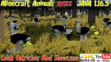Colds Ostriches Mod Showcase JAVA 1.16.5 1.16.4 Minecraft Animals Ep122