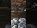 Considerations made on Mushroom substrate. #mushroomcultivation #mushroom #substrate