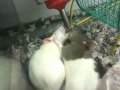 Rats kissing
