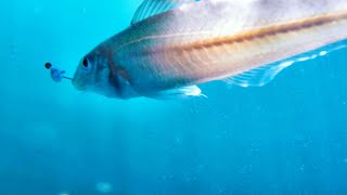 WHITING FISHING FOR DINNER - FISH RAVIOLI IN WHITE WINE SAUCE HOW TO!