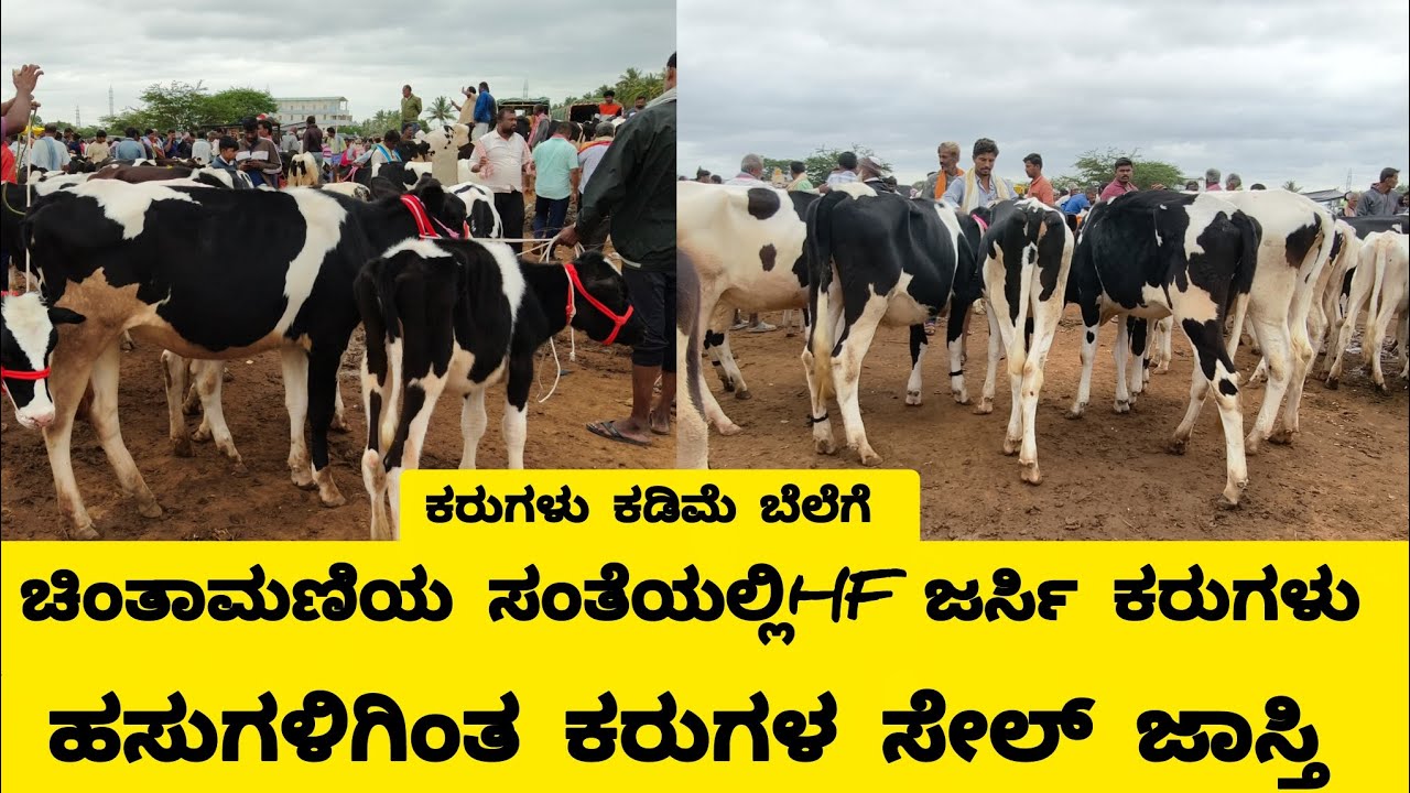 ಚಿಂತಾಮಣಿಯ ಹಸು ಸಂತೆಯಲ್ಲಿ ಕಡಿಮೆ ಬೆಲೆಗೆ ABS ಕರು ಗಳು, Chintamani calf  market information