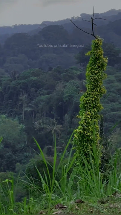 Suara Tonggeret hutan #nature #relaxing #suaraalam #cicadas #chill