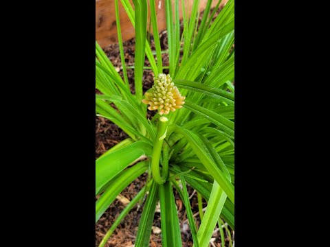 Red Hot Poker