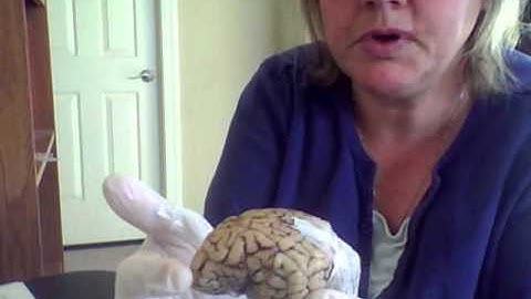 sheep brain dissection part 1