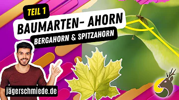 Wie unterscheide ich Ahorn?