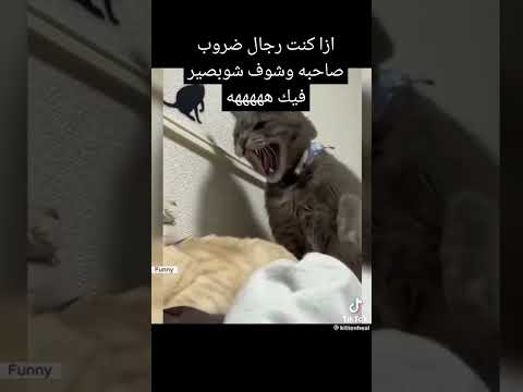 كنك رجال بضرب صاحب القطه وشزف شو راح يصير فيك ياحبوب هههههههههه