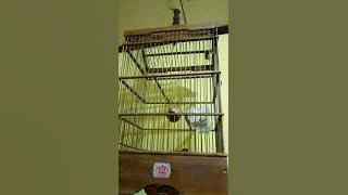 ciblek gunung 5bulan durasi 7menit lebih nonstop