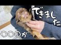 子犬のようなチワワに○○○ができました